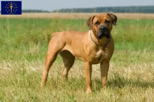Read more about the article Boerboel breeders and puppies in Indiana