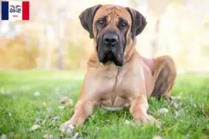 Read more about the article Boerboel breeders and puppies in Iowa