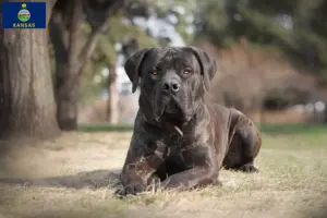 Read more about the article Boerboel breeders and puppies in Kansas