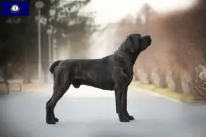 Read more about the article Boerboel breeders and puppies in Kentucky