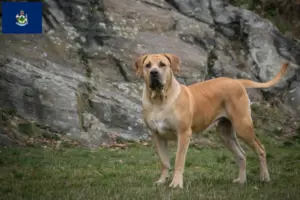 Read more about the article Boerboel breeders and puppies in Maine