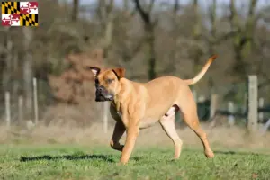 Read more about the article Boerboel breeders and puppies in Maryland