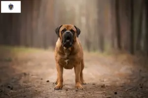 Read more about the article Boerboel breeders and puppies in Massachusetts