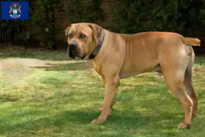 Read more about the article Boerboel breeders and puppies in Michigan