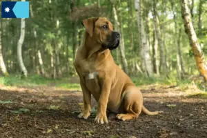 Read more about the article Boerboel breeders and puppies in Minnesota