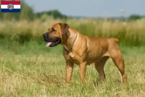 Read more about the article Boerboel breeders and puppies in Missouri