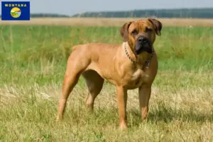 Read more about the article Boerboel breeders and puppies in Montana
