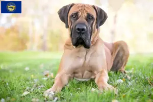 Read more about the article Boerboel breeders and puppies in Nebraska