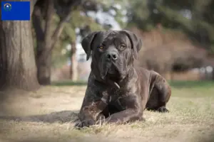 Read more about the article Boerboel breeders and puppies in Nevada