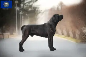 Read more about the article Boerboel breeders and puppies in New Hampshire