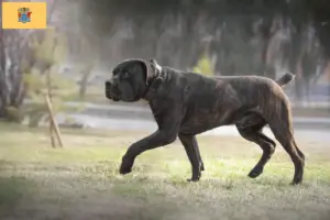 Read more about the article Boerboel breeders and puppies in New Jersey