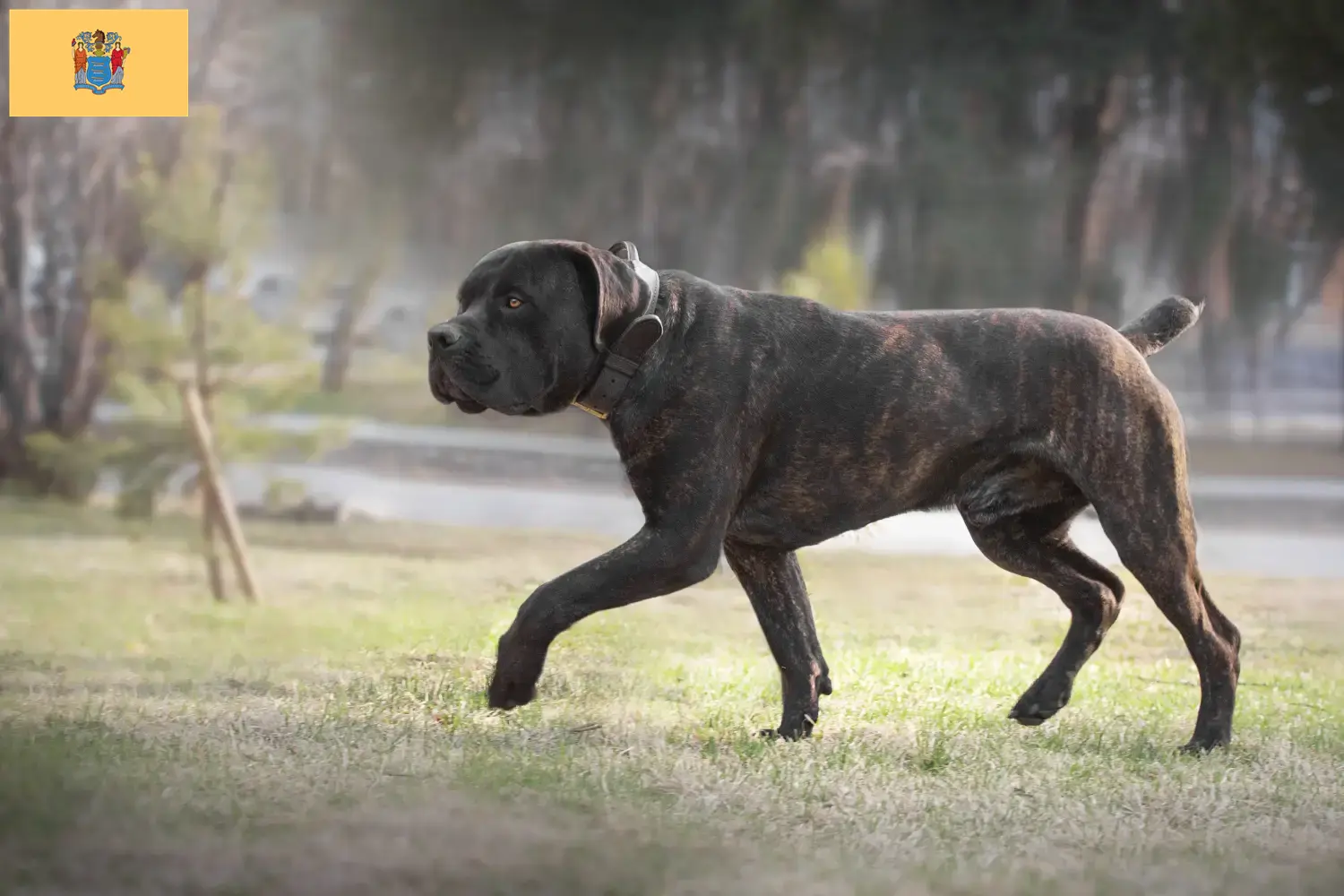 Boerboel puppies and breeders New Jersey Here you can find Boerboels breeders in New Jersey.
