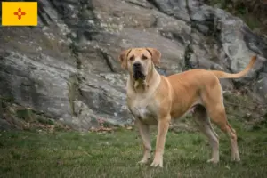 Read more about the article Boerboel breeders and puppies in New Mexico