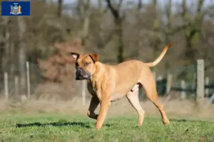 Read more about the article Boerboel breeders and puppies in New York