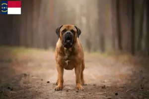 Read more about the article Boerboel breeders and puppies in North Carolina