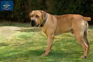 Read more about the article Boerboel breeders and puppies in North Dakota