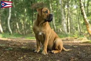 Read more about the article Boerboel breeders and puppies in Ohio