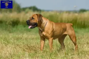 Read more about the article Boerboel breeders and puppies in Oregon