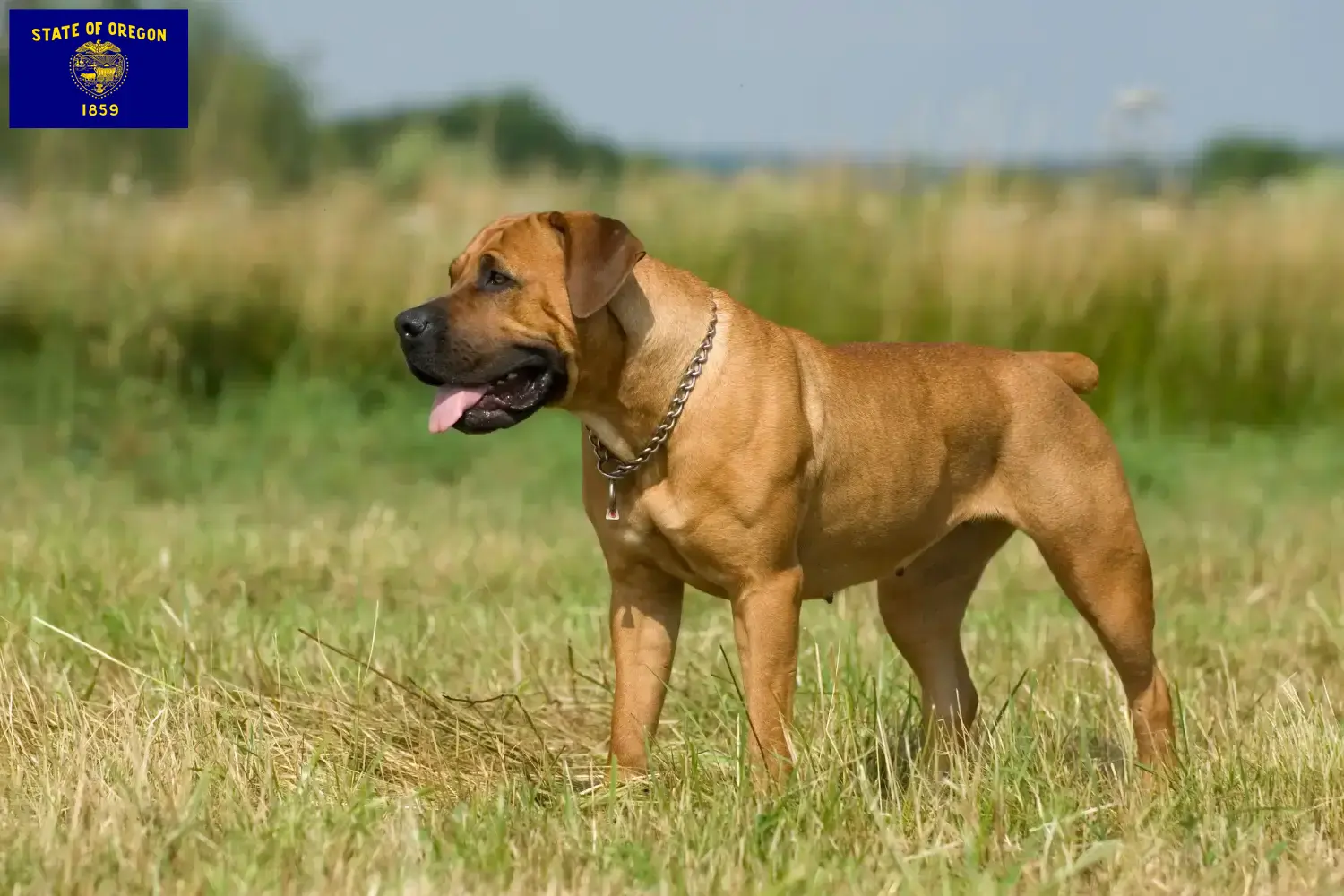 Boerboel puppies and breeders Oregon Here you can find Boerboels breeders in Oregon.