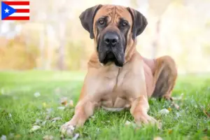 Read more about the article Boerboel breeders and puppies in Puerto Rico