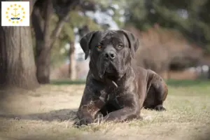 Read more about the article Boerboel breeders and puppies in Rhode Island