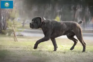 Read more about the article Boerboel breeders and puppies in South Dakota