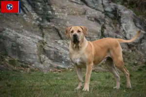 Read more about the article Boerboel breeders and puppies in Tennessee
