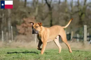 Read more about the article Boerboel breeders and puppies in Texas