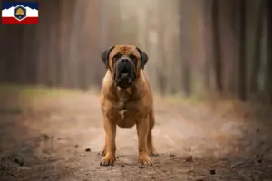 Read more about the article Boerboel breeders and puppies in Utah