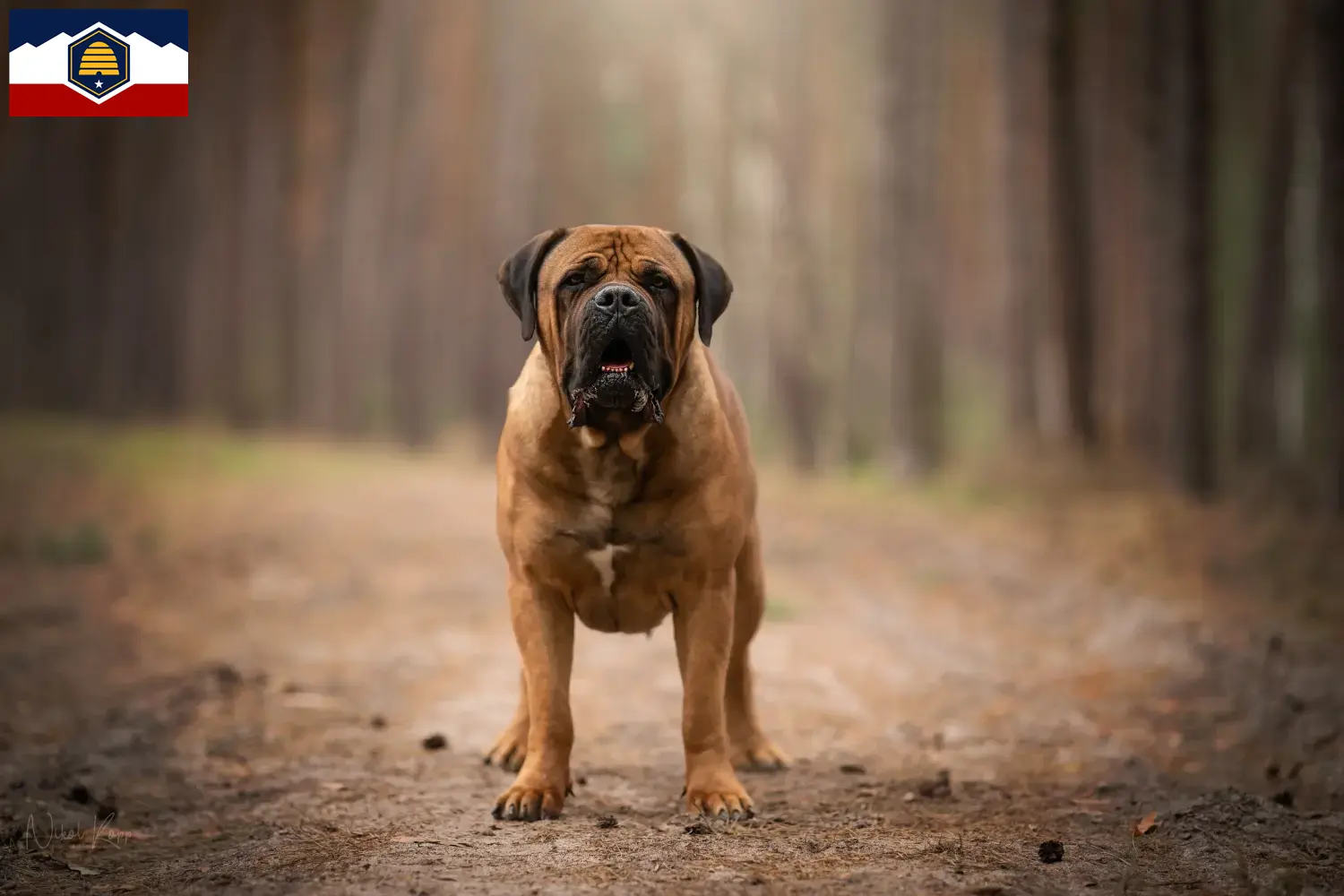 Boerboel puppies and breeders Utah Here you can find Boerboels breeders in Utah.