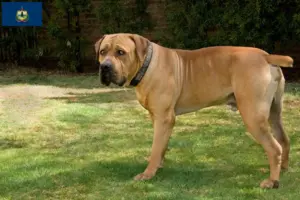 Read more about the article Boerboel breeders and puppies in Vermont