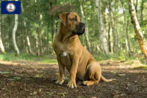 Read more about the article Boerboel breeders and puppies in Virginia