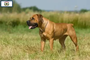 Read more about the article Boerboel breeders and puppies in West Virginia