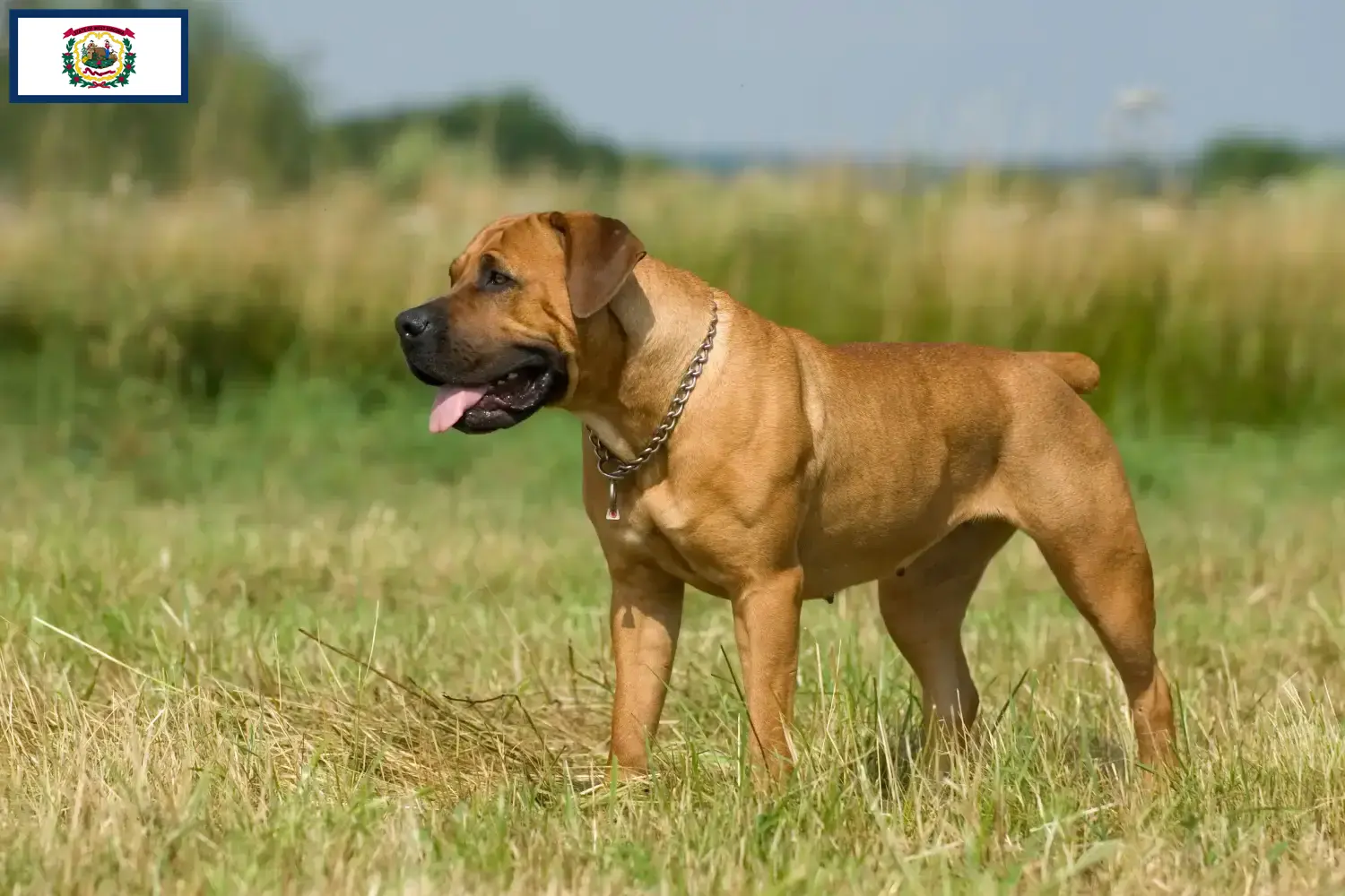 Boerboel puppies and breeders West Virginia Here you can find Boerboels breeders in West Virginia.