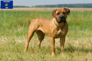 Read more about the article Boerboel breeders and puppies in Wisconsin