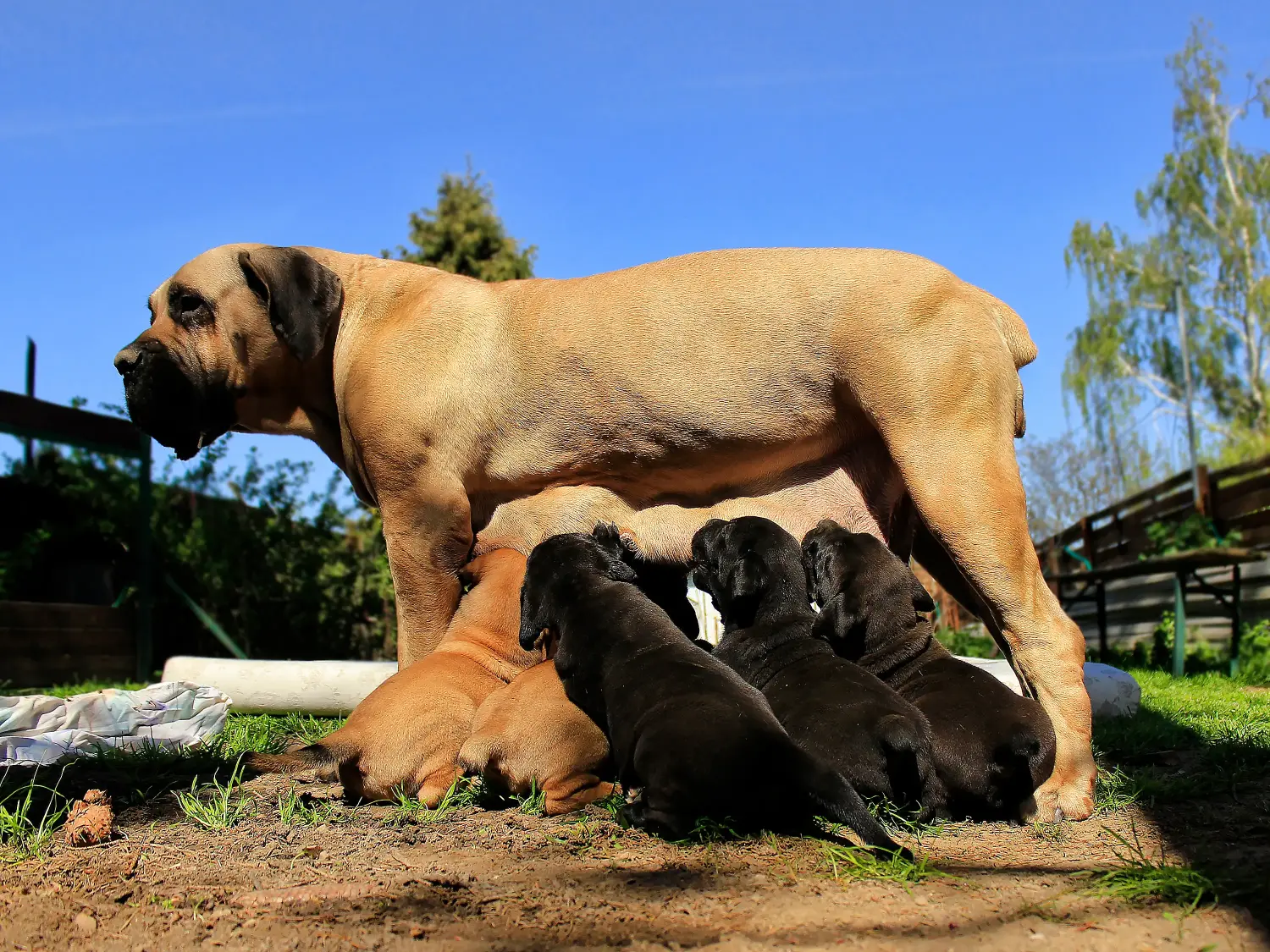 Buying a Boerboel puppy means taking responsibility! Buy Boerboel puppies.