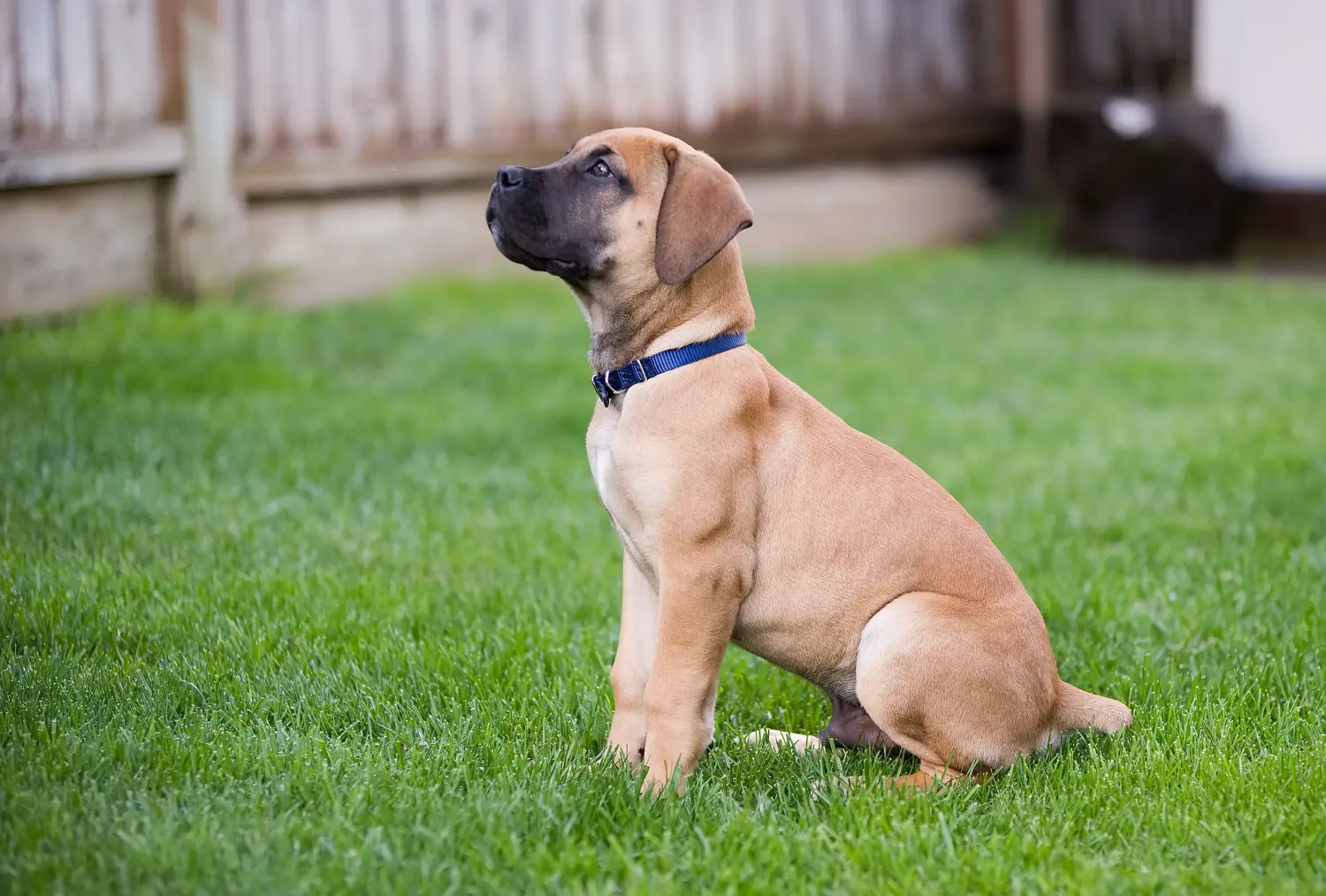 Buying a Boerboel puppy means taking responsibility! Buy Boerboel puppies.