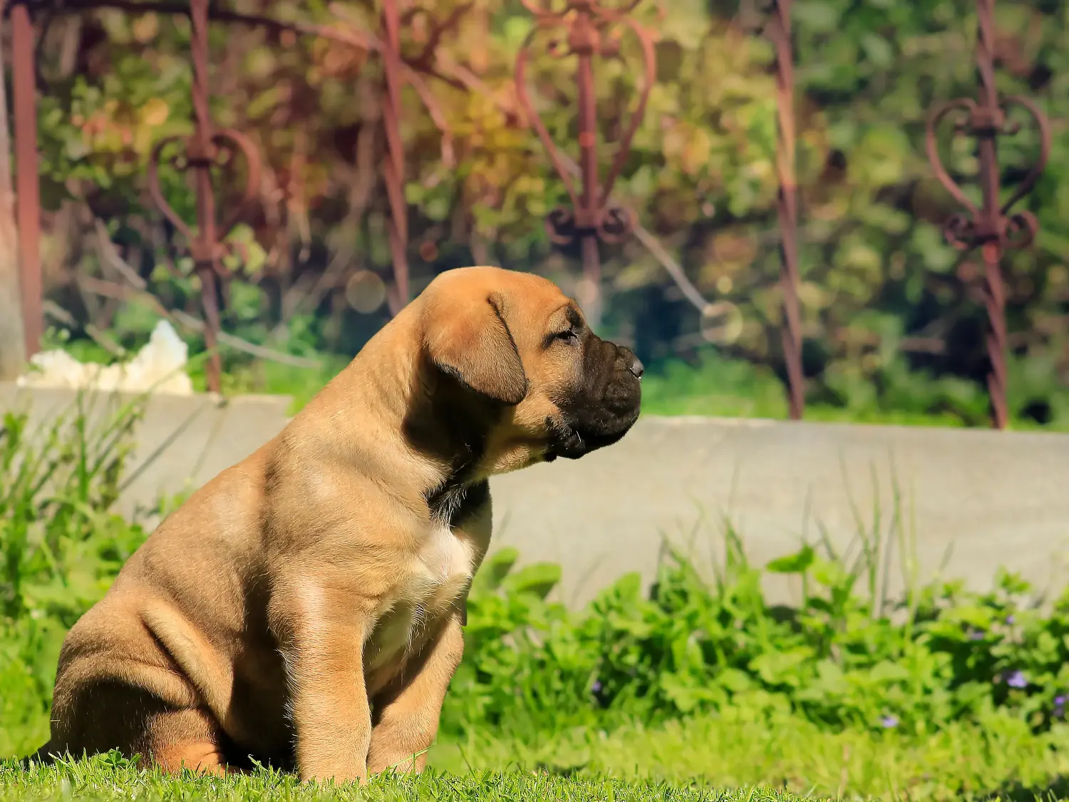 Buying a Boerboel puppy means taking responsibility! Buy Boerboel puppies.