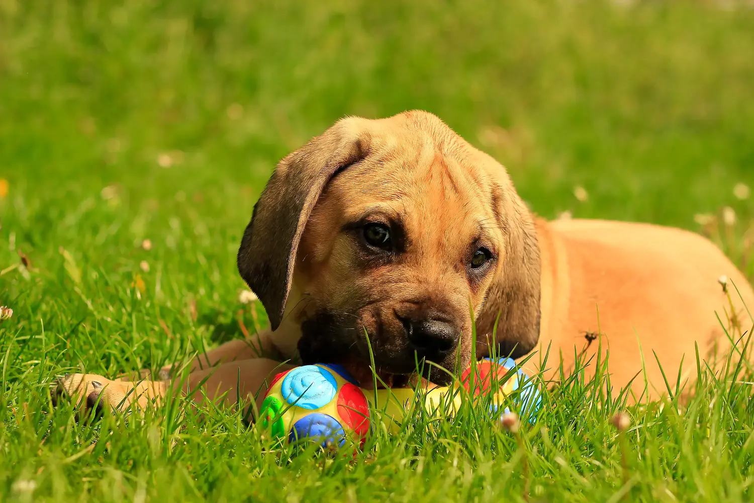 Buying a Boerboel puppy means taking responsibility! Buy Boerboel puppies.