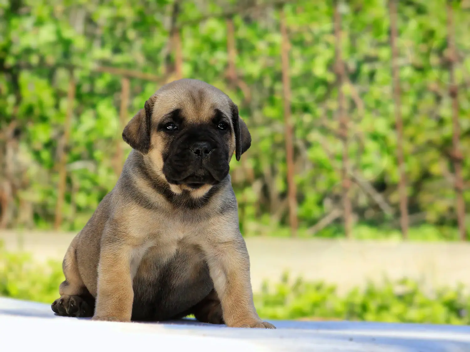 Buying a Boerboel puppy means taking responsibility! Buy Boerboel puppies.