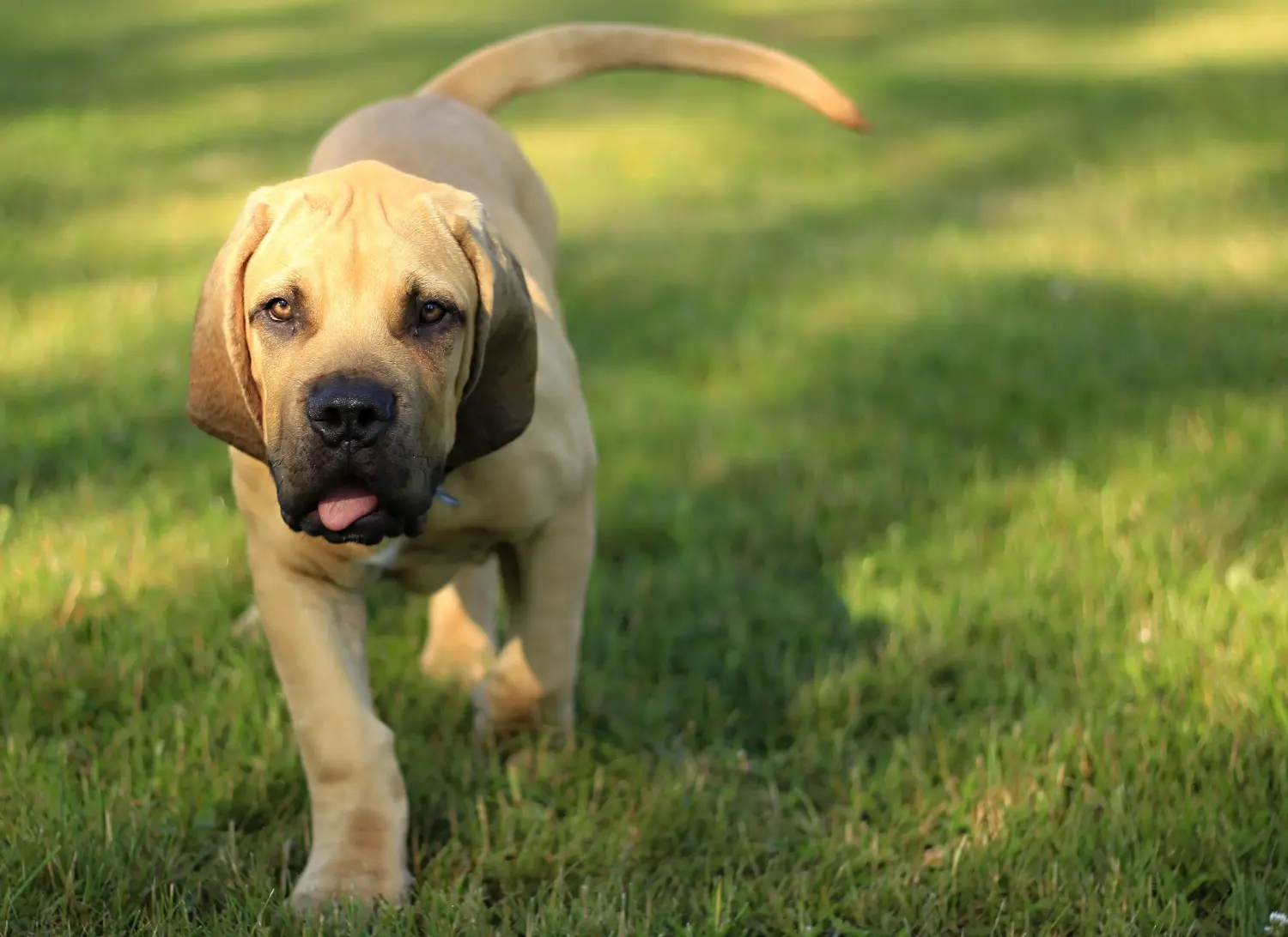 Buying a Boerboel puppy means taking responsibility! Buy Boerboel puppies.