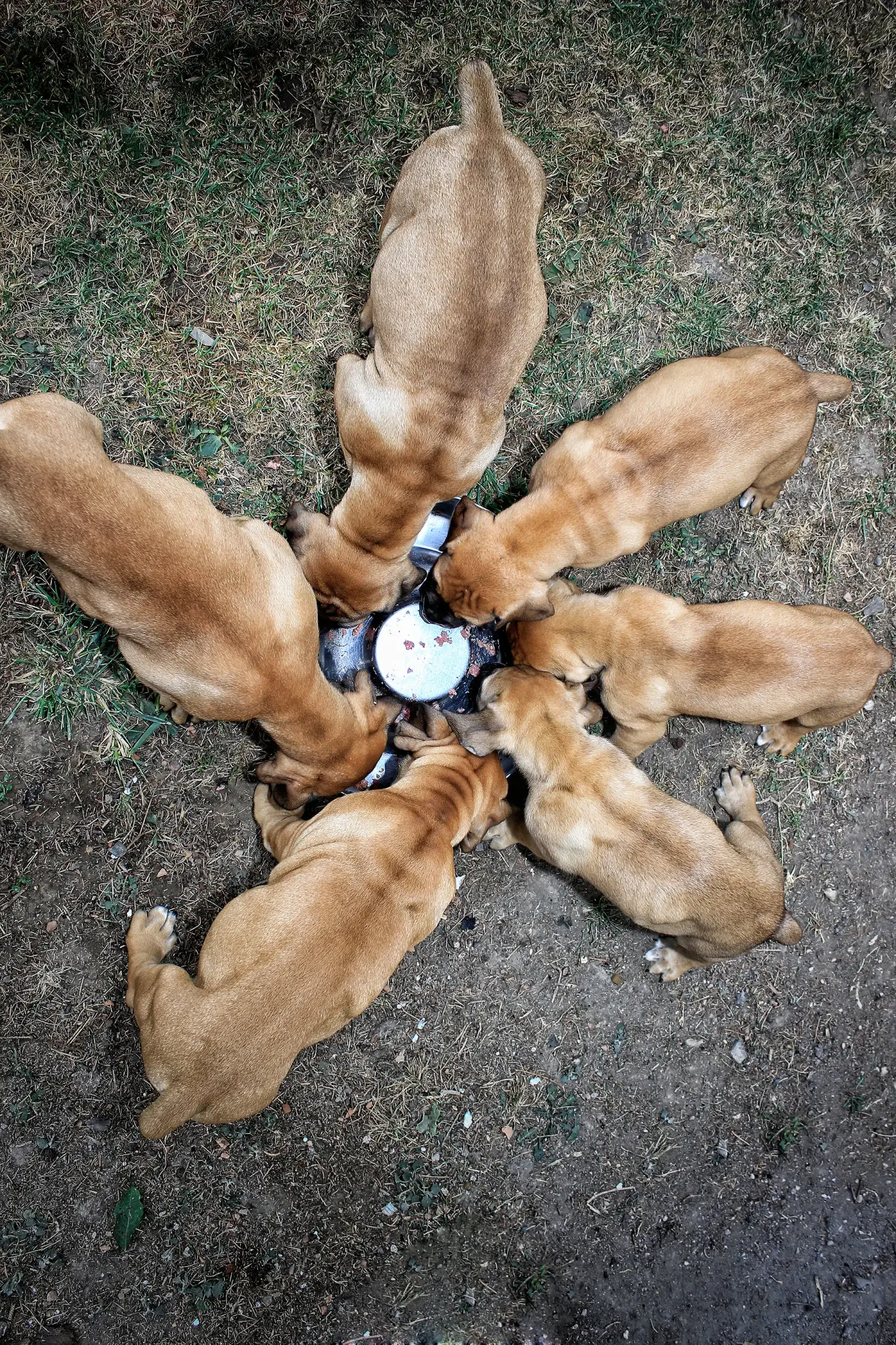 Buying a Boerboel puppy means taking responsibility! Buy Boerboel puppies.
