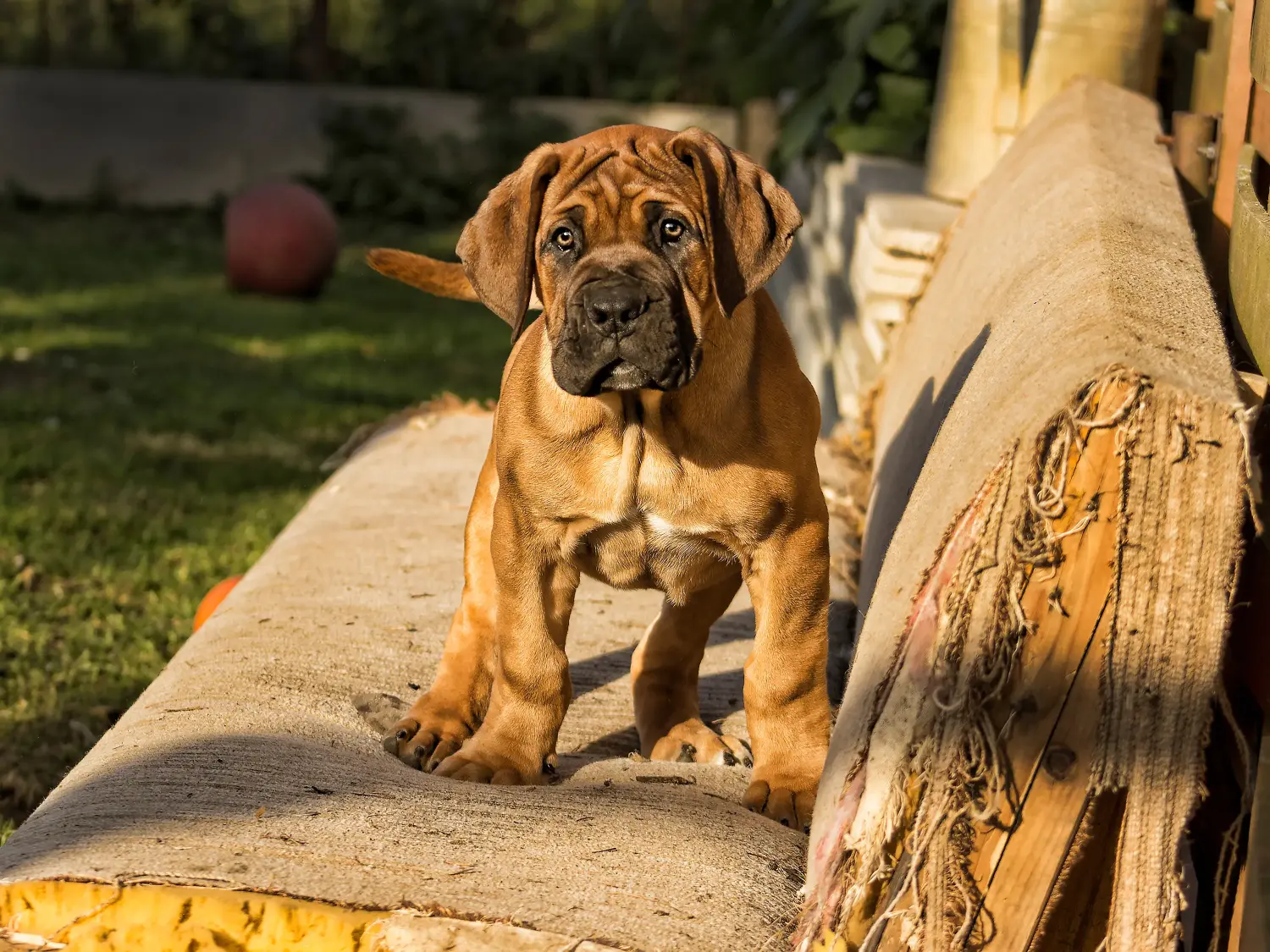 Buying a Boerboel puppy means taking responsibility! Buy Boerboel puppies.