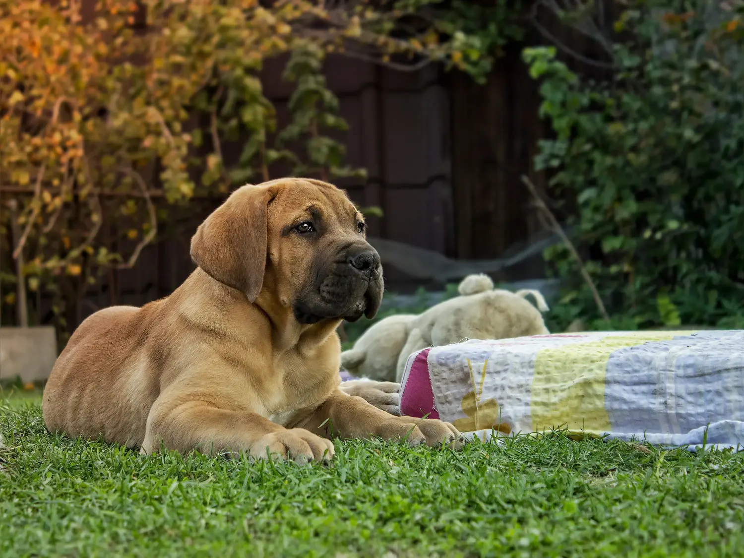 Buying a Boerboel puppy means taking responsibility! Buy Boerboel puppies.