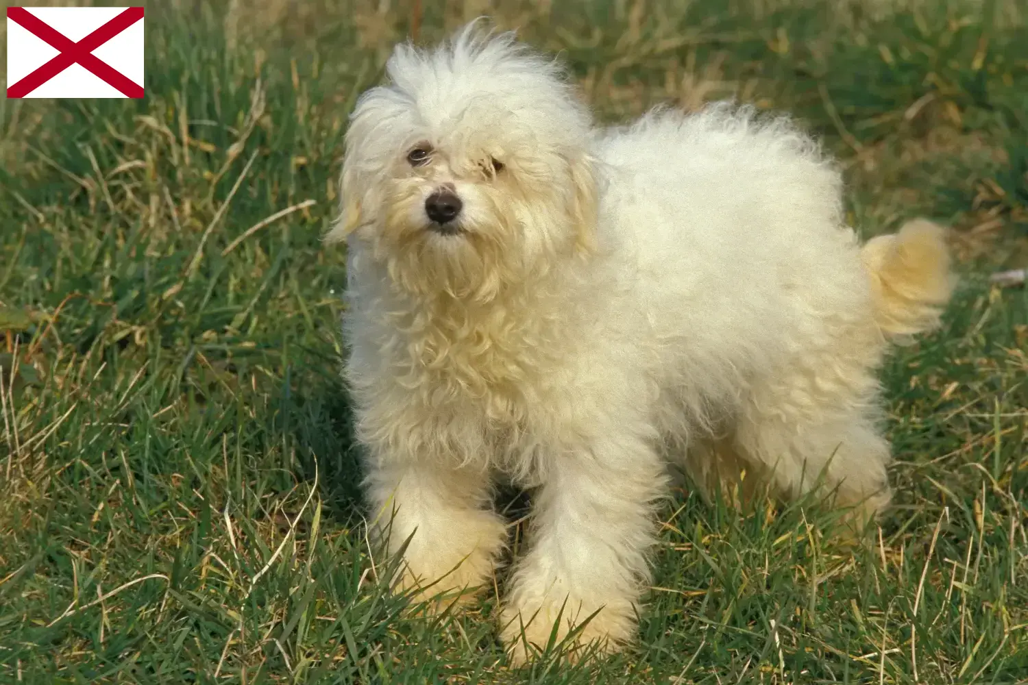 Bolognese puppies and breeder Alabama Here you can find Bolognese breeders in Alabama.