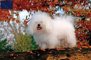 Read more about the article Bolognese breeders and puppies in Alaska