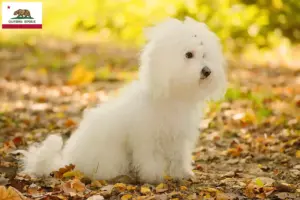Read more about the article Bolognese breeders and puppies in California