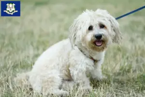 Read more about the article Bolognese breeders and puppies in Connecticut