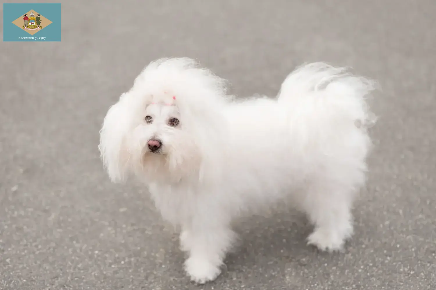 Bolognese puppies and breeder Delaware Find Bolognese breeders in Delaware here.