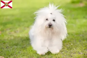 Read more about the article Bolognese breeders and puppies in Florida